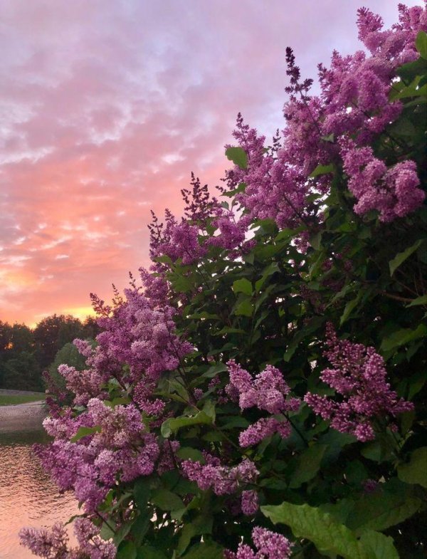 сирень весной