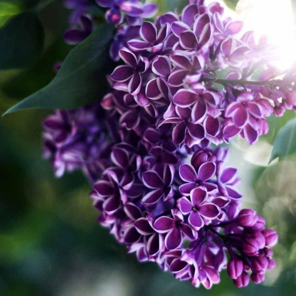 сирень сортовая