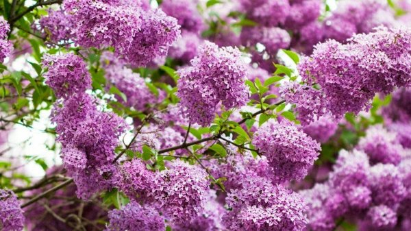 сирень гималайская