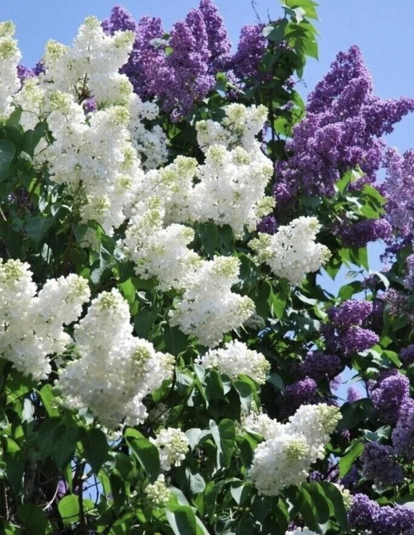 сирень дрезден чайна