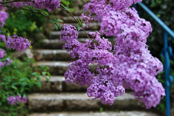 сирень федерико гарсиа