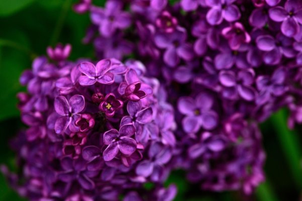 сиреневые цветы