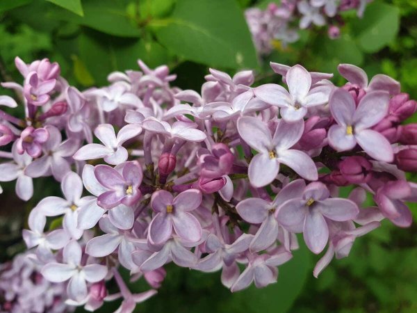 сирень у дома