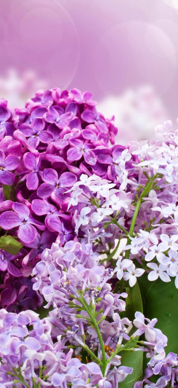 сирень фиолетовая