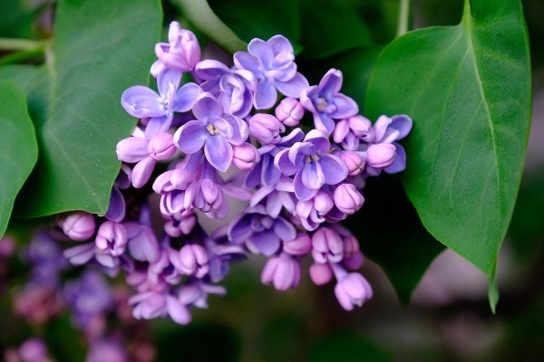 сирень махровая