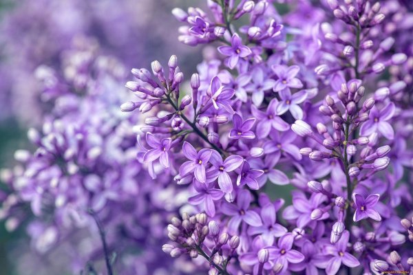 лиловая сирень