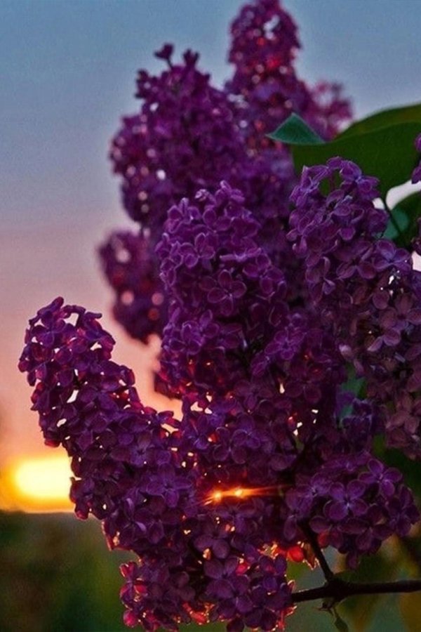 цветет сирень