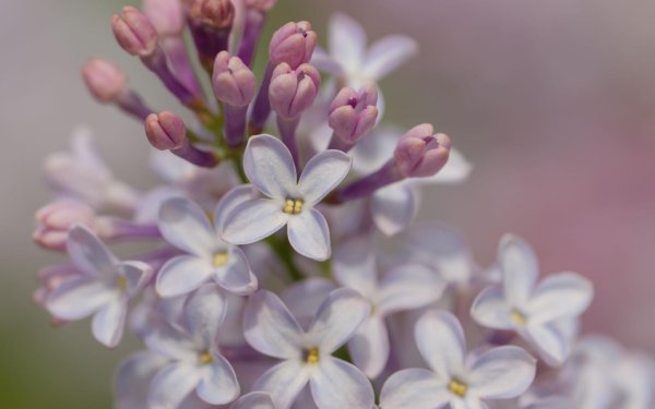 бакр апрельский сирень