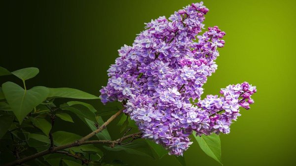 сирень ветка