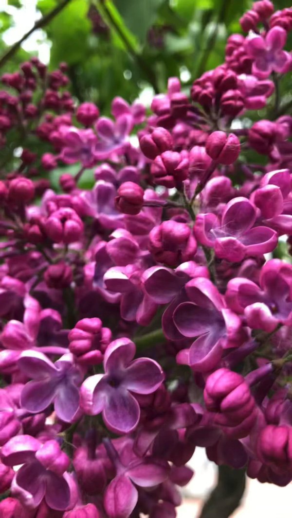 сирень пурпурная красная москва