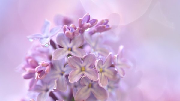 нежная сирень