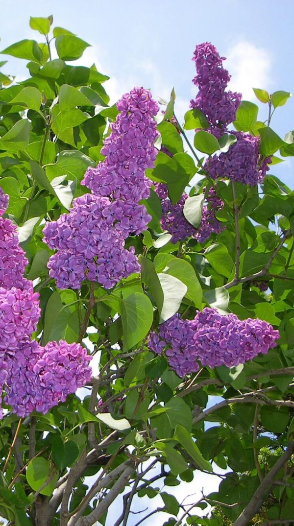 сирень куст