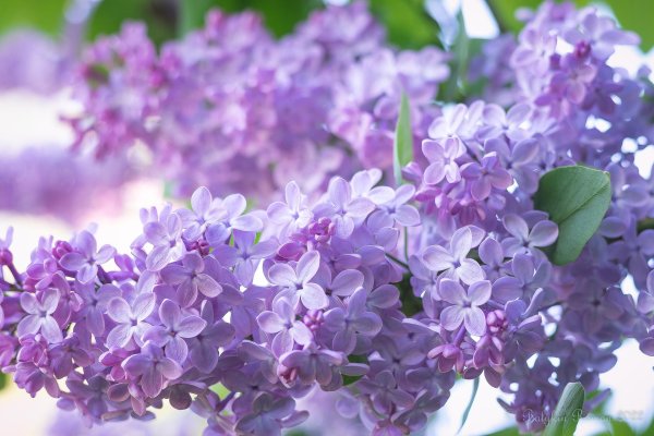 весна сирень