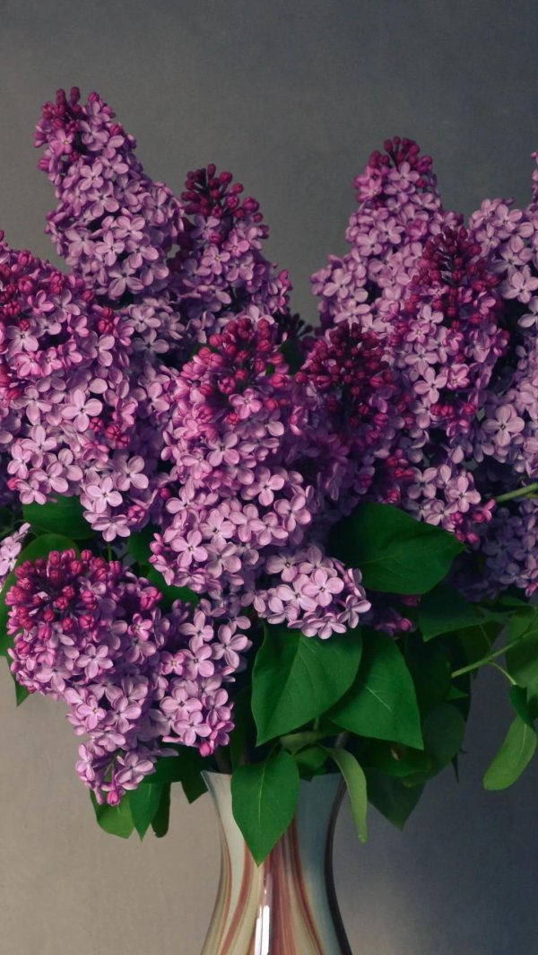 сирень леся украинка