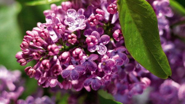 цветки сирени