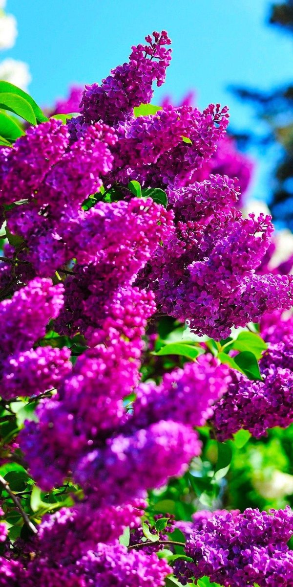 сирень белисент