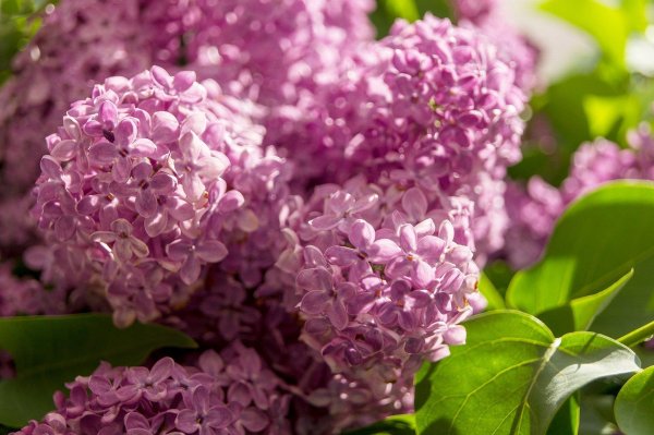 нилето сирень