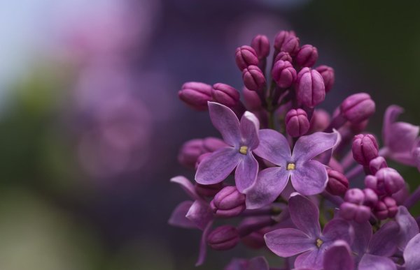 пятилистная сирень