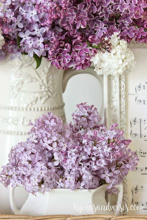 лагода сирень