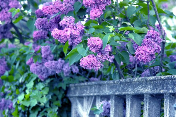 сирень жюль симон