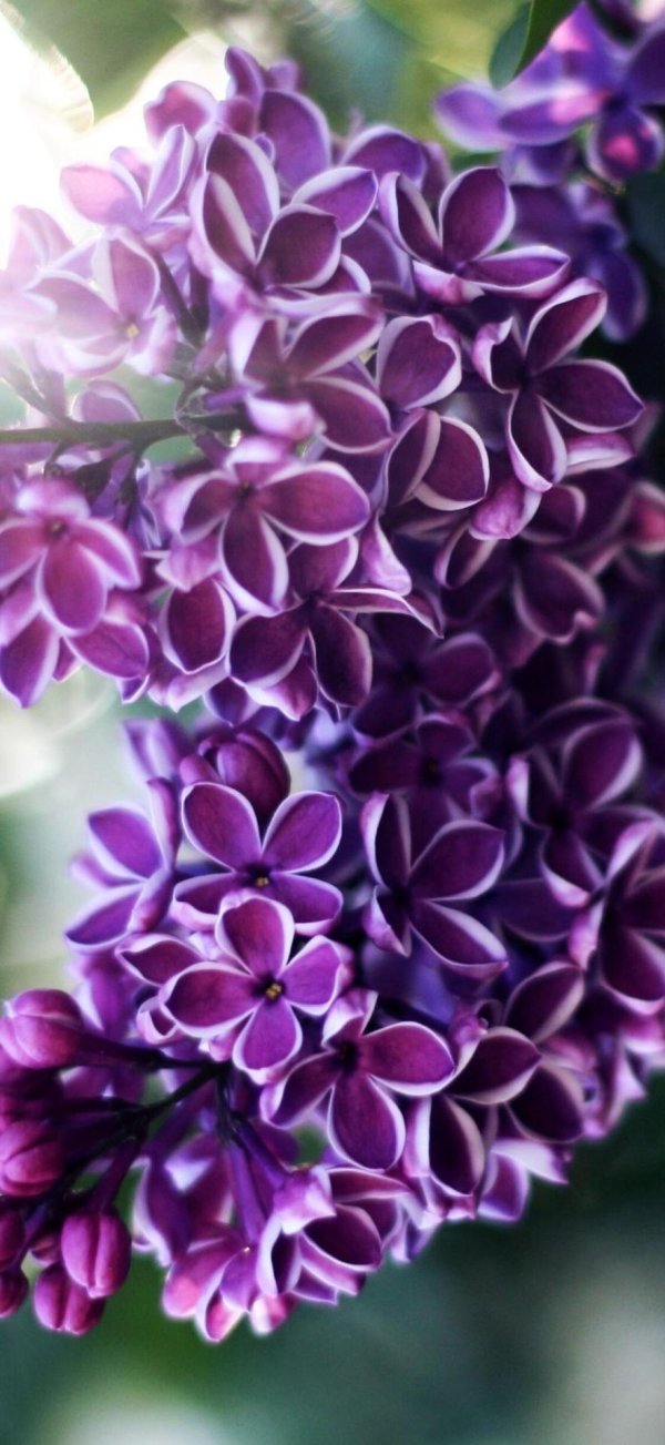 syringa vulgaris sensation