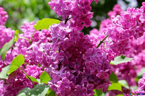 сирень гиацинтовая махровая