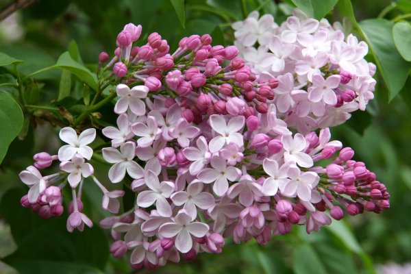 сирень вольфа