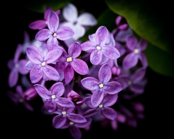 сирень фиолетовая