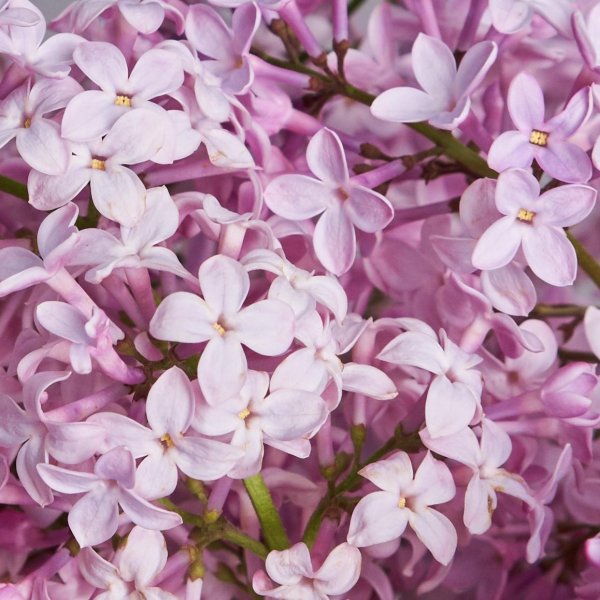 сирень фиолетовая