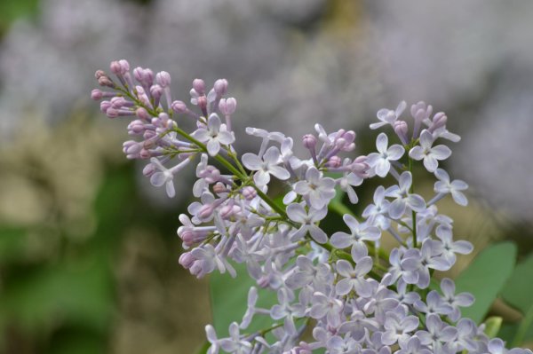 майская сирень