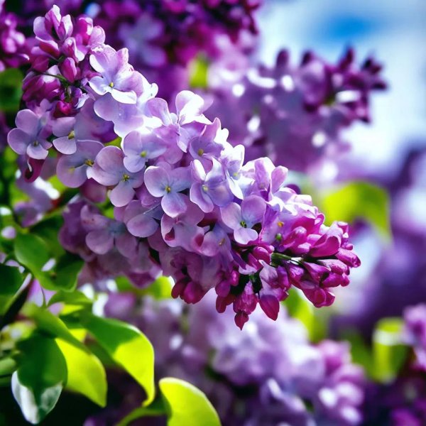 сирень цветёт