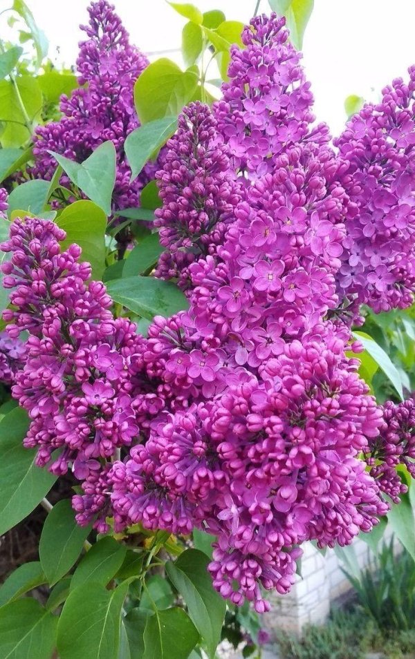 сирень обыкновенная