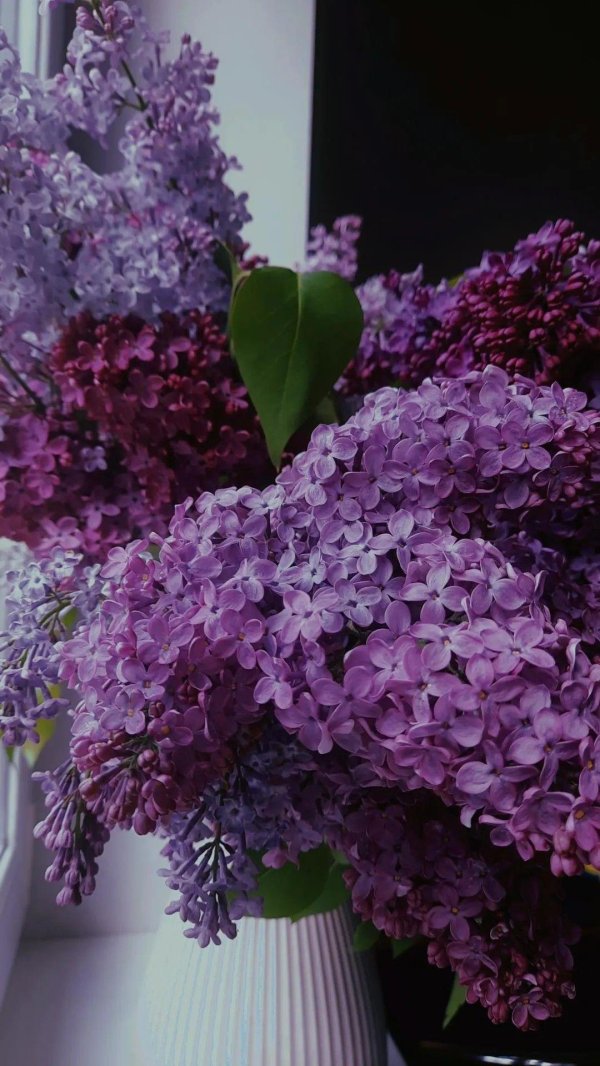 цветет сирень