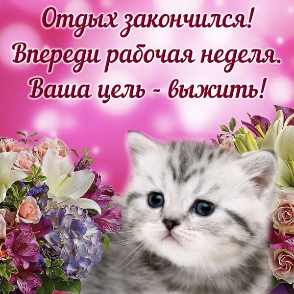 котенок красивый