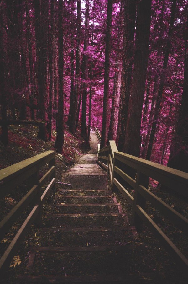 лес эстетик