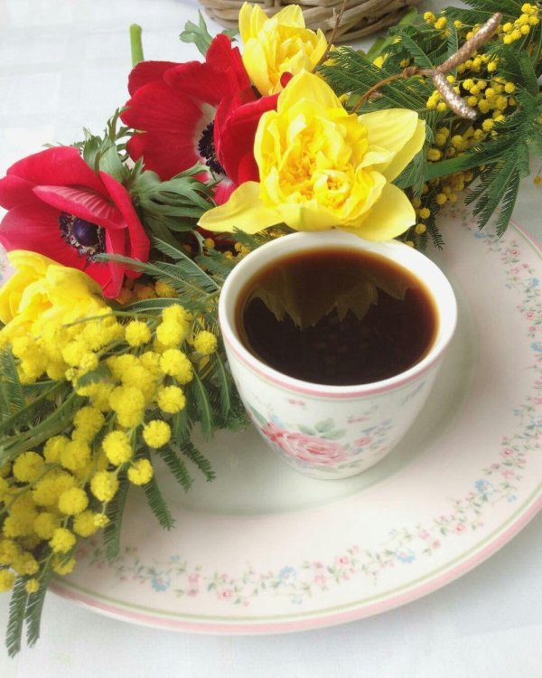 мимоза в чашке