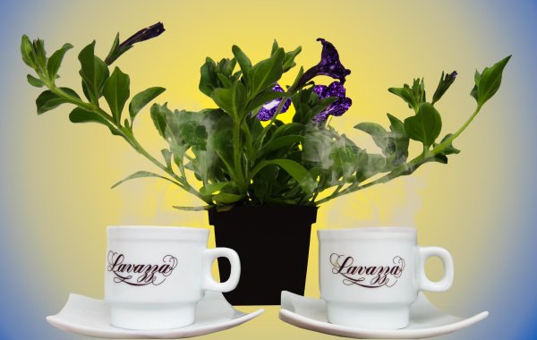 кофе арабика растение