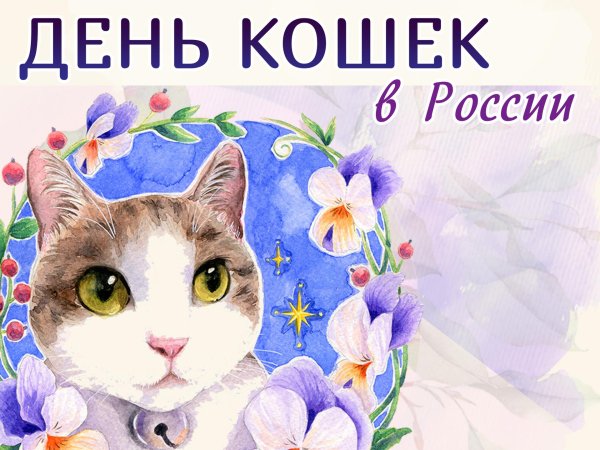день кошки