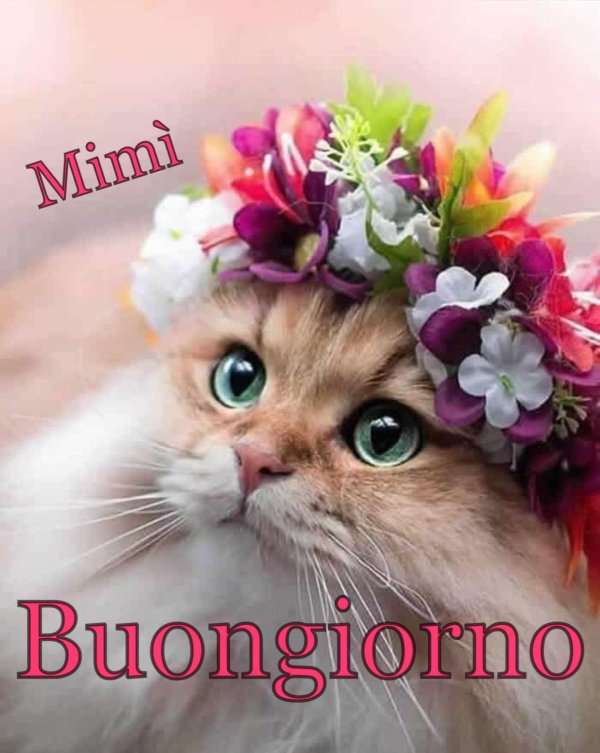 очаровательные котята