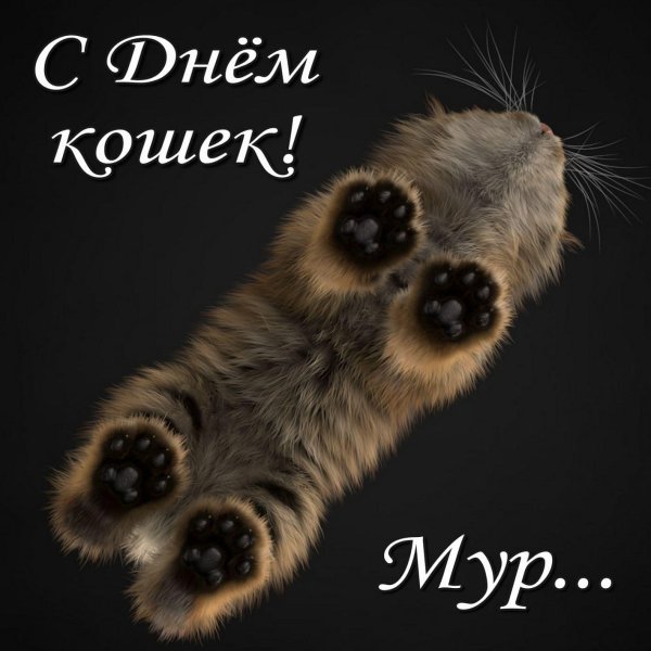 кот вид снизу