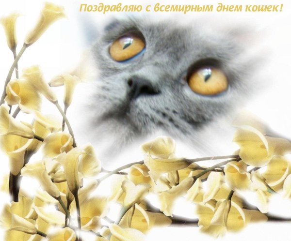 с днем кошек