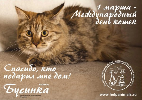 международный день кошек