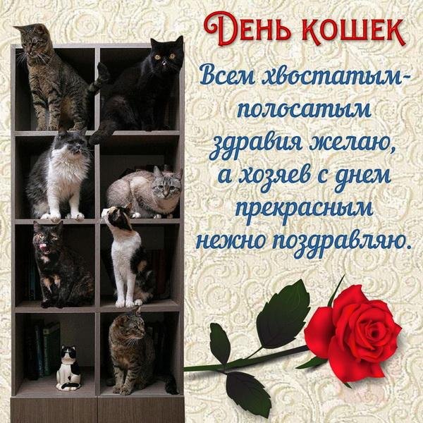 день кошки