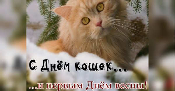 с днем кошек