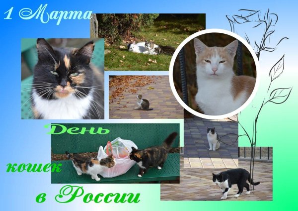 почему нет трехцветных котов только кошки