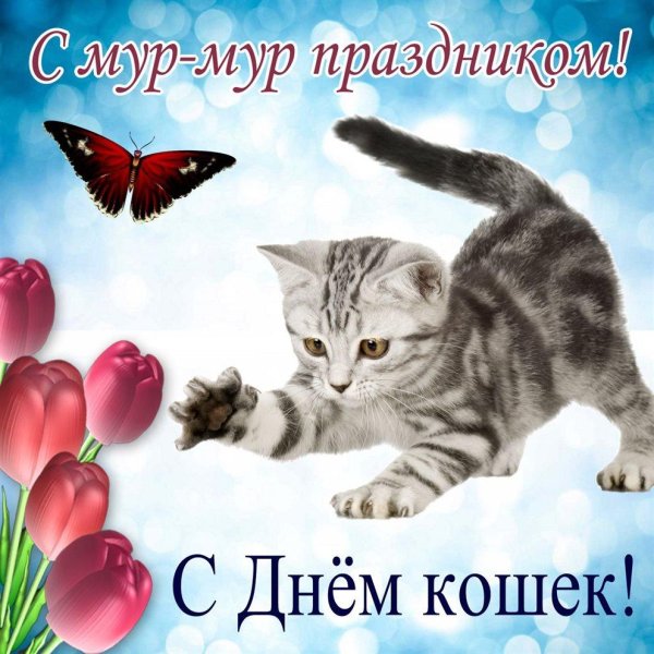 с днем кошек