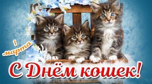 день кошки