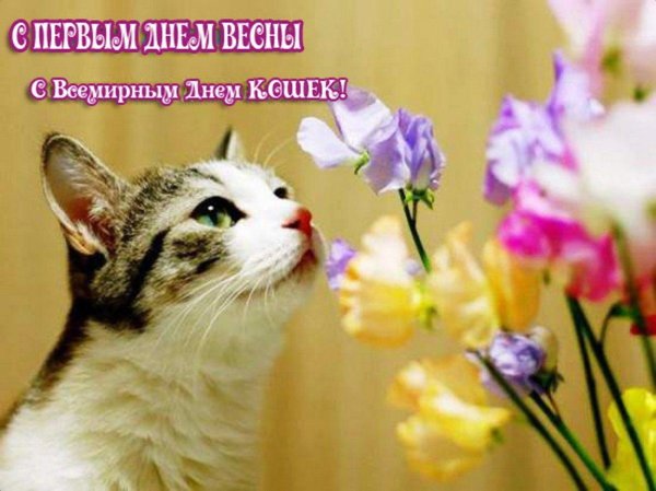 праздник весны и кошек