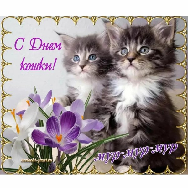 день кошки
