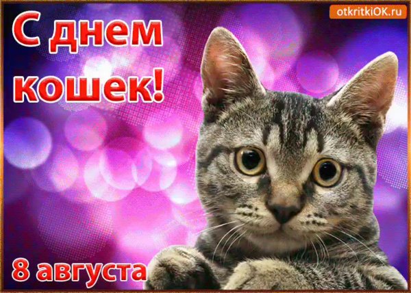 с днем кошек
